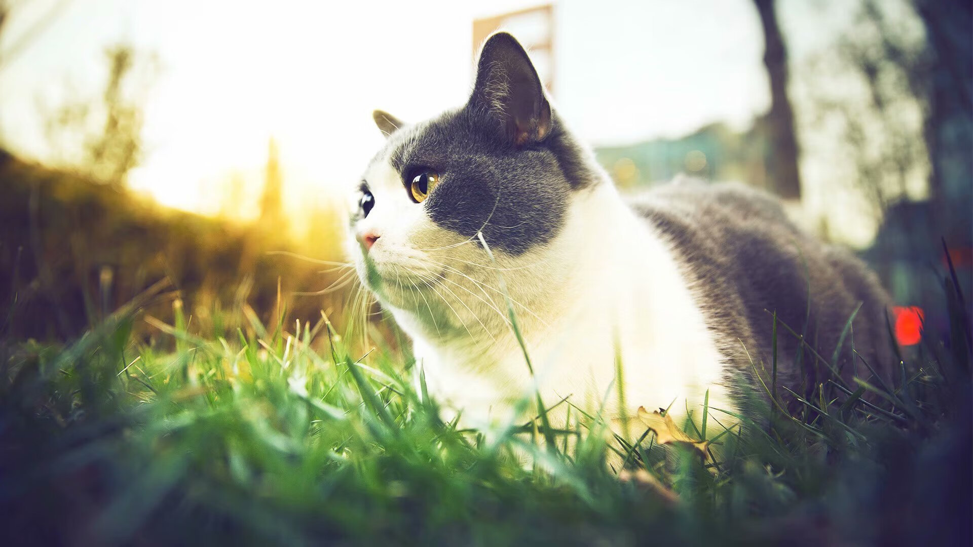 NBA状元秀签约国货品牌,粉丝狂欢打call,状元 nba