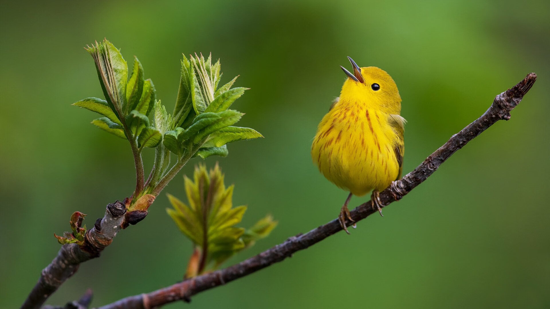 开云·体育官方网站入口-《CS_GO世界冠军赛，豪门强队激战到底》，gambit csgo冠军阵容