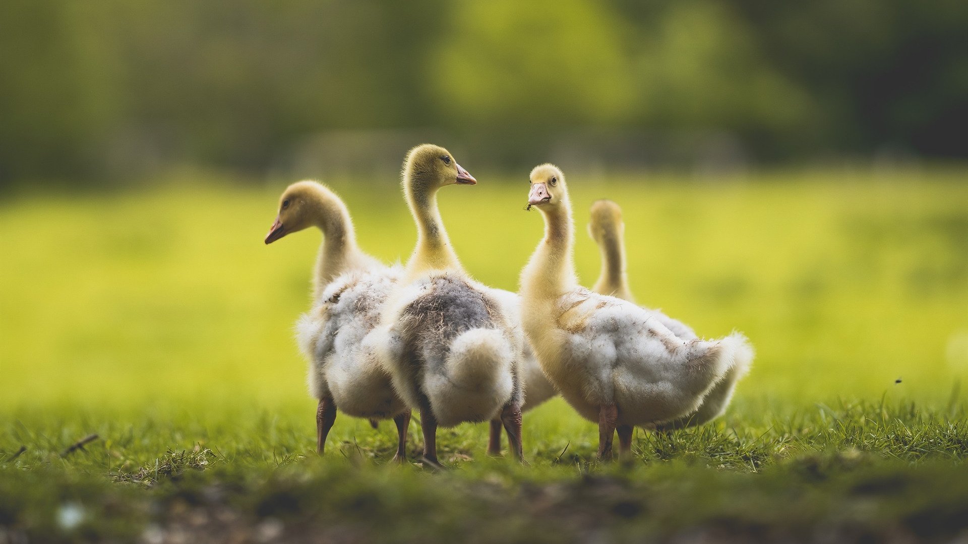 法甲新赛季评分体系引入,比赛更公平公平,法甲2020_2021赛季积分