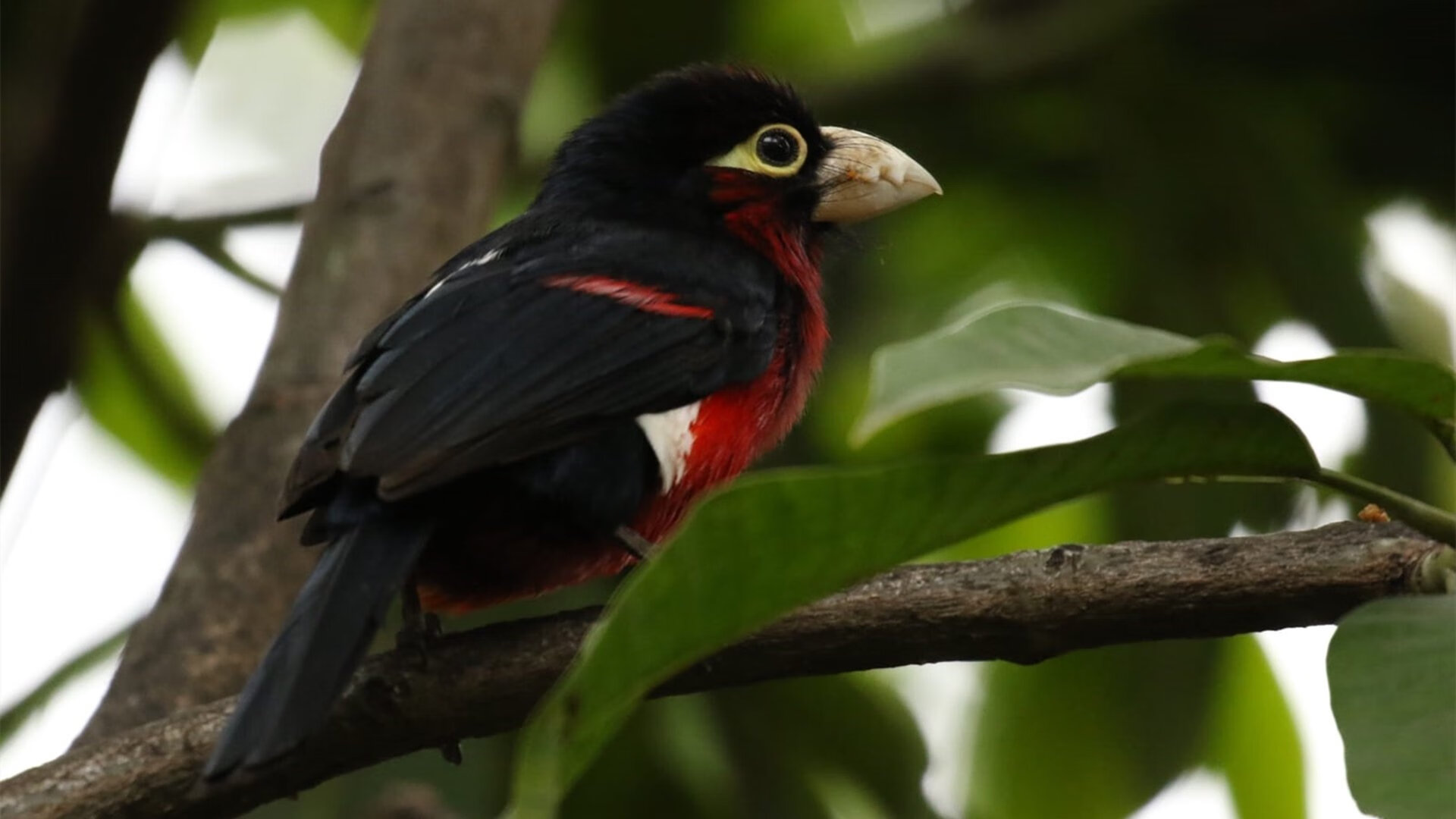 法甲新赛季赛程公布,比赛高潮不断,法甲新赛季直播