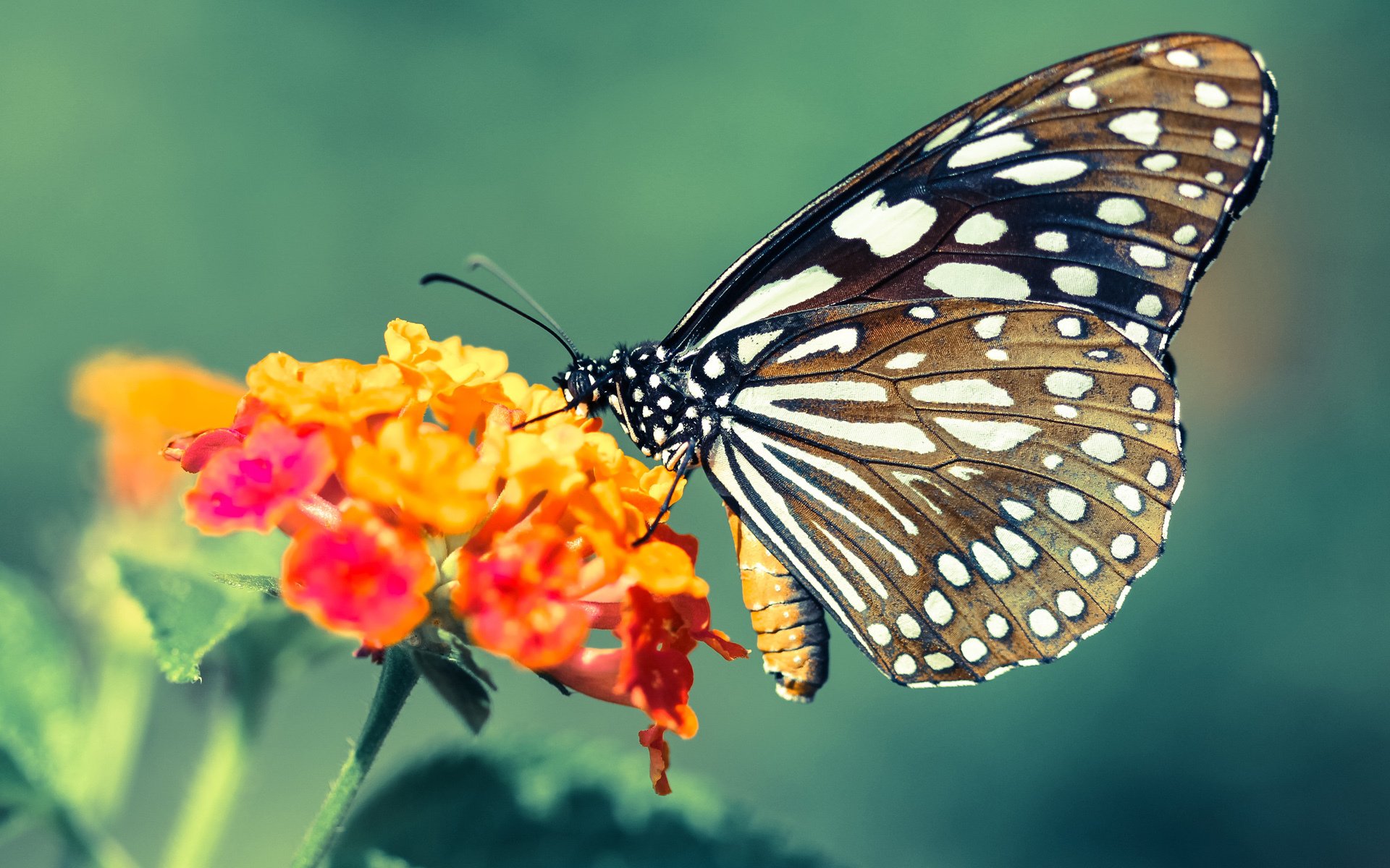 球迷“自制视频”感染力:全场最震撼集锦大集合