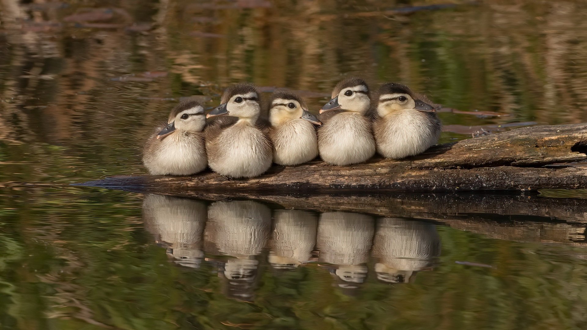 球迷“许愿池”:理想中的欧洲冠军队伍,2021许愿池