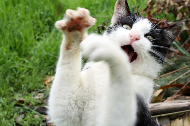 篮球运动员专项技能提升培训计划,篮球运动员专项技能提升培训计划方案