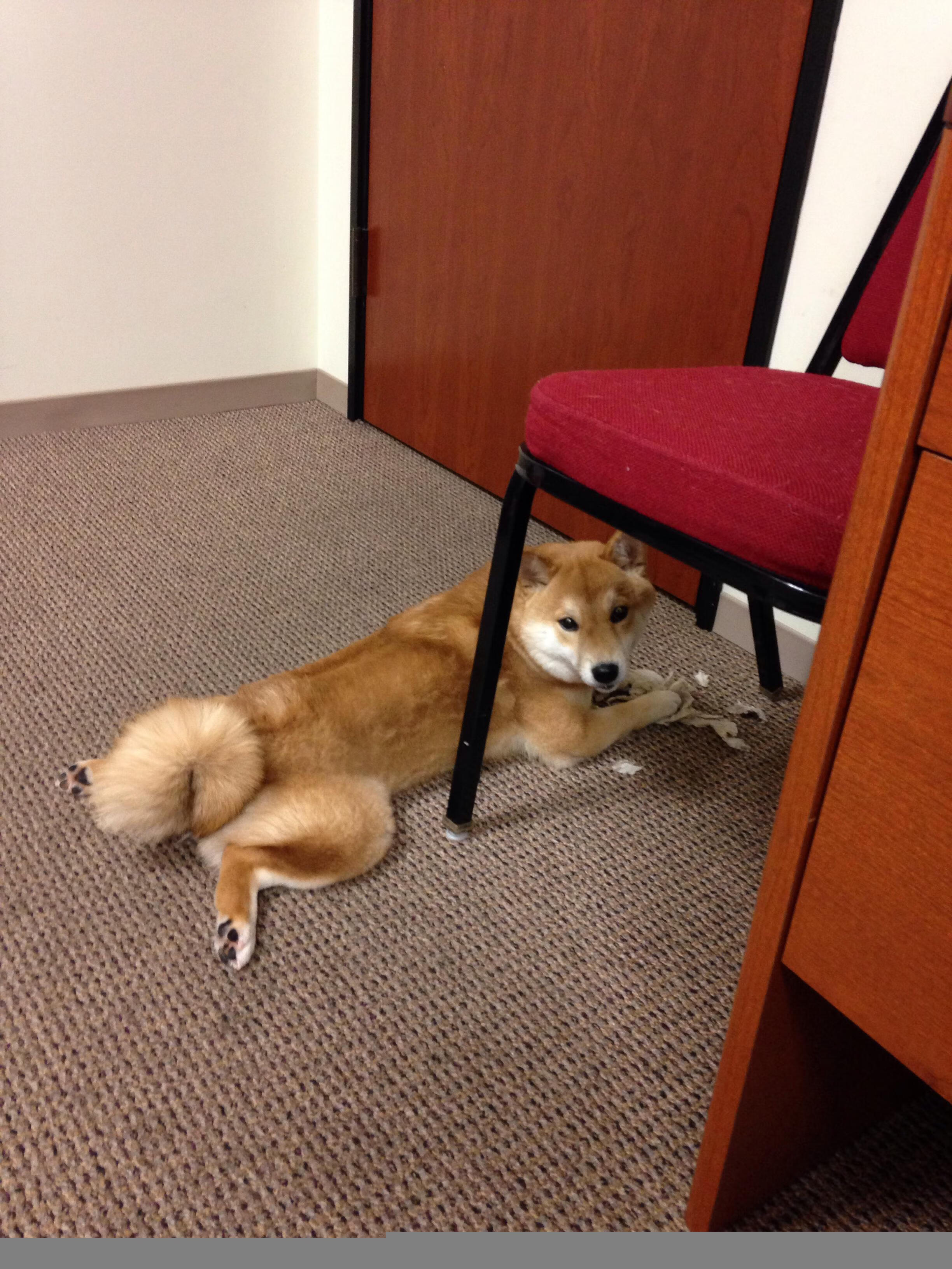 都市极限溜索:高空极速体验