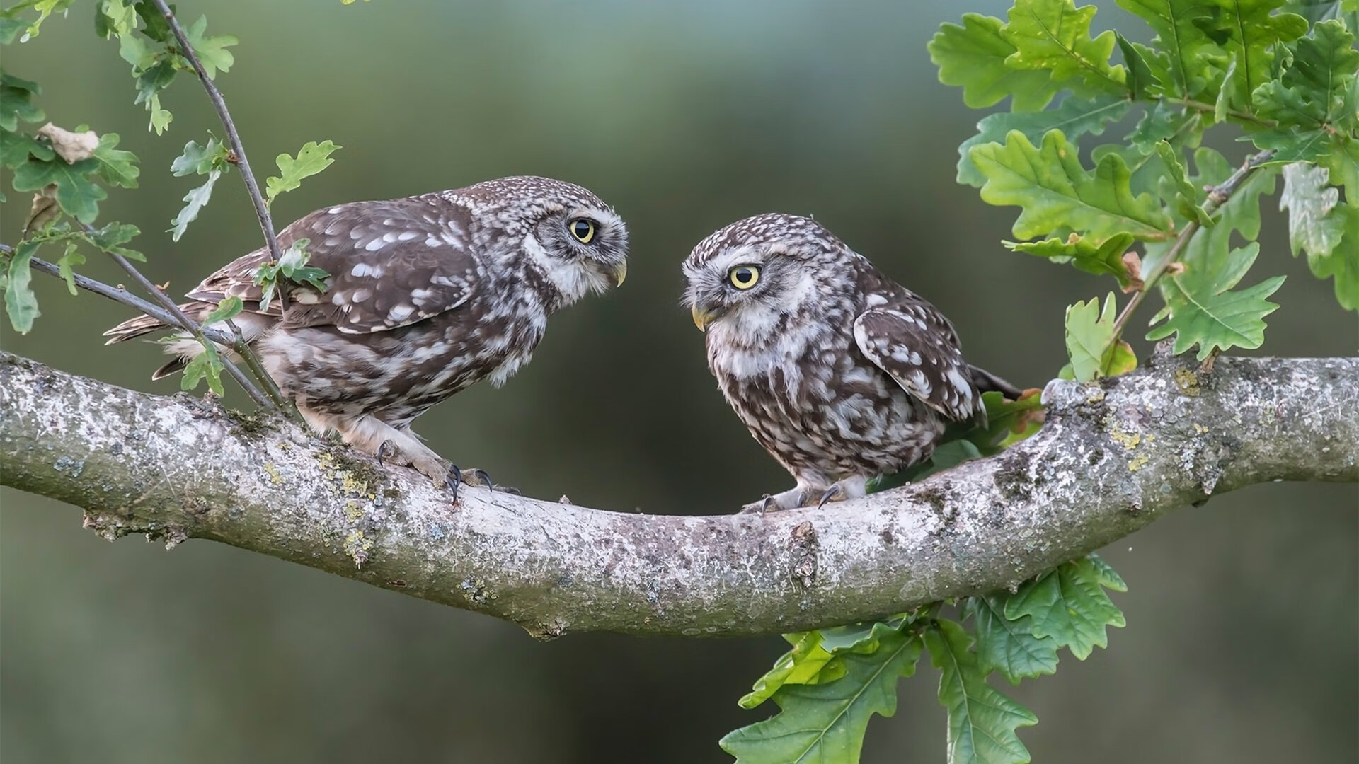 开云在线直播-高规格裁判培训：确保比赛公平正义，裁判规范