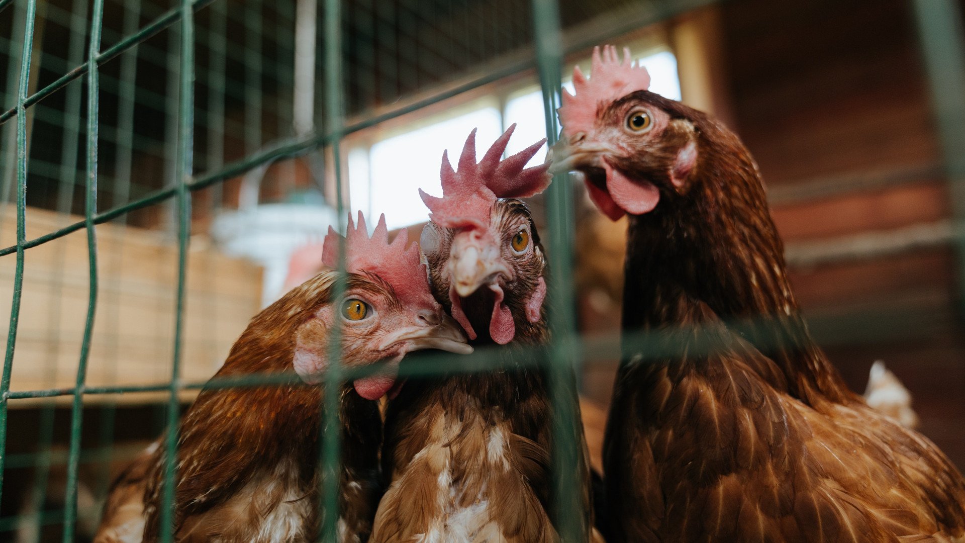 开云全站-千叶喷射机赛季目标明确，日本篮球千叶喷射机
