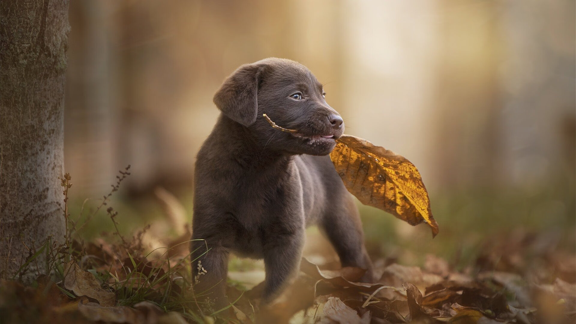 国际足球赛事中,某支球队大获全胜,令人瞩目,国际足球赛事中,某支球队大获全胜,令人瞩目的是