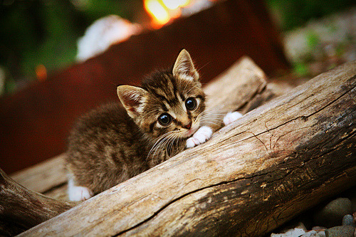 国际足球赛事中,某支球队大获全胜,令人瞩目,某届洲际足球大赛中