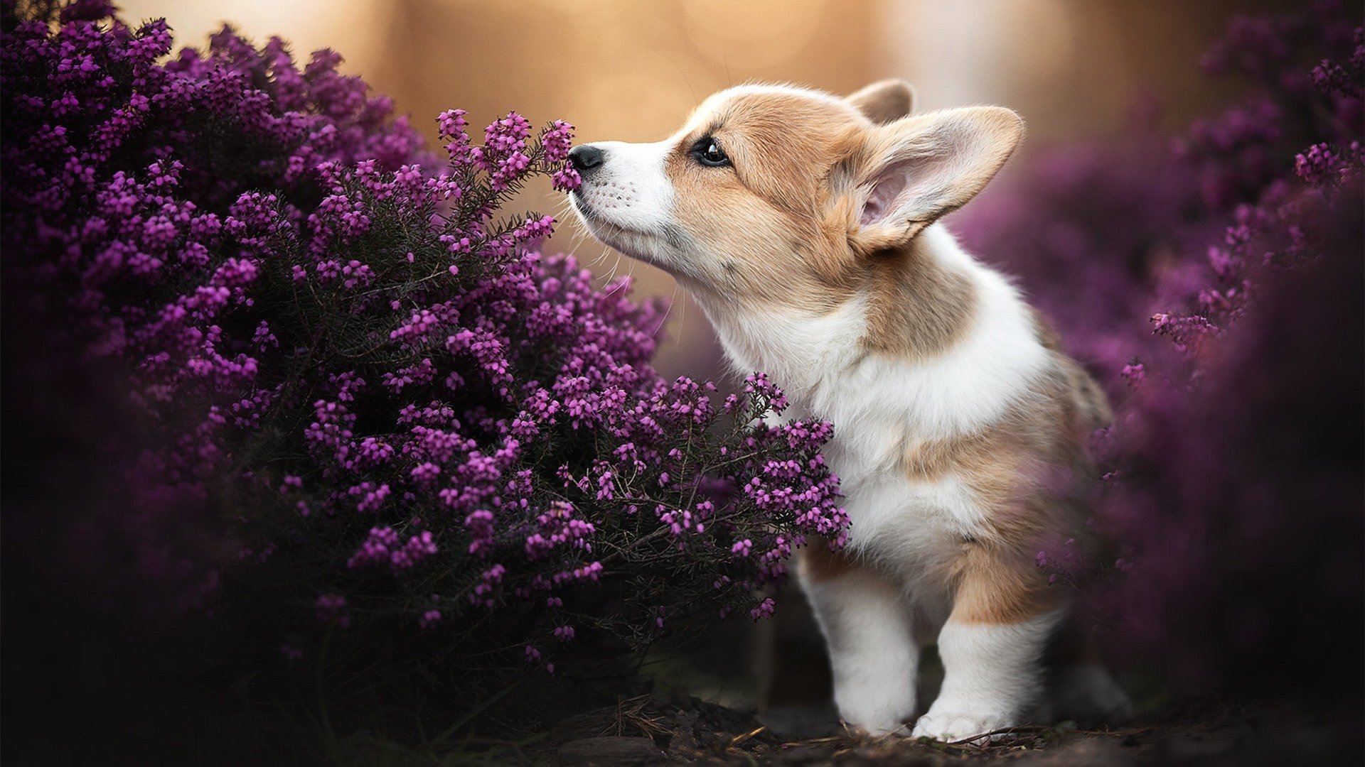 澳大利亚对决保加利亚,欧洲杯赛场炙热进行,澳大利亚对手