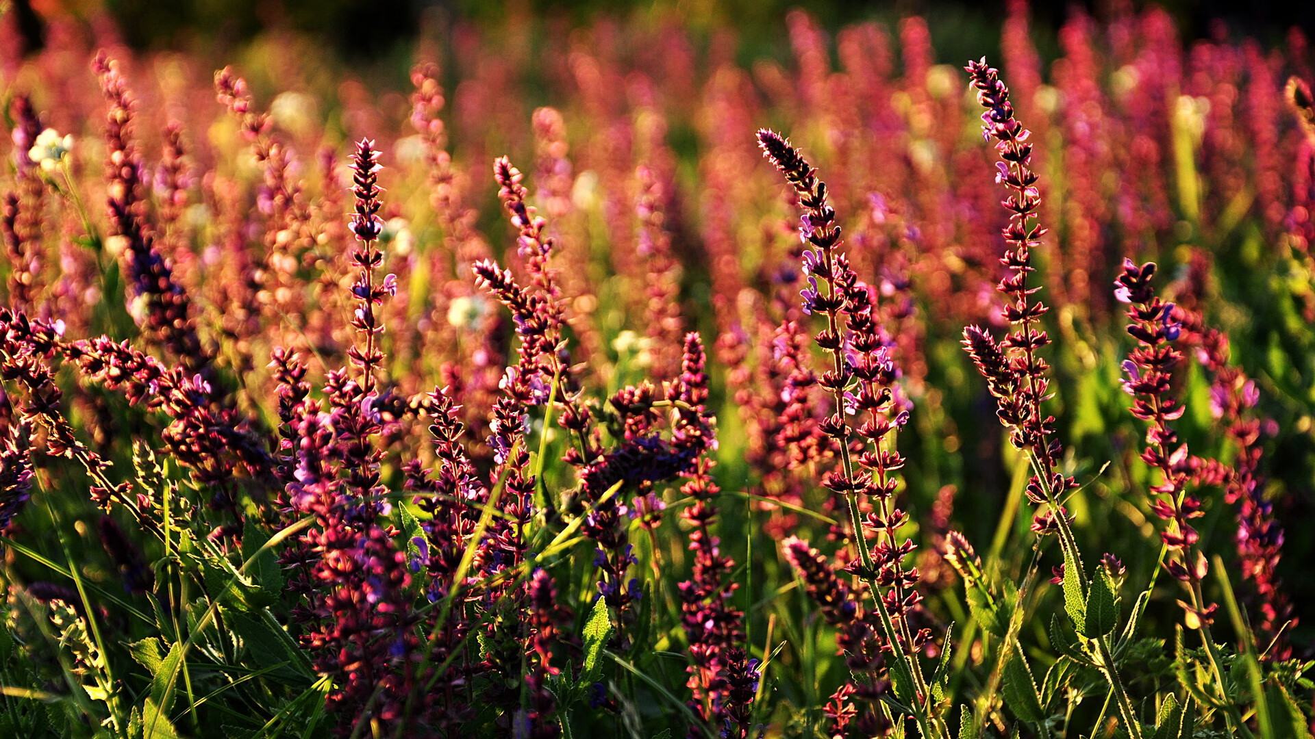 雷恩依靠速度优势打出精彩配合,雷恩有用吗