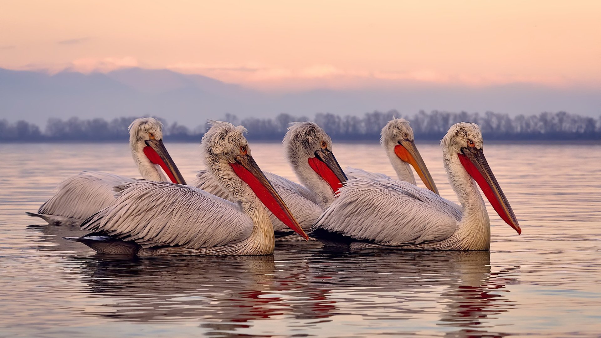 水球终场绝杀奥地利逆转胜利,水球奥运会历届冠军
