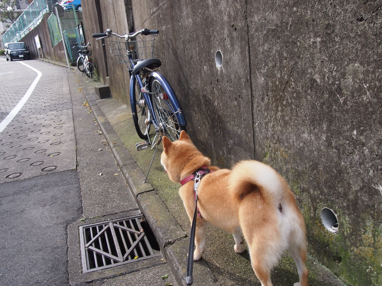 瑞安在场上的无缝配合让全黑队的战术变得更具层次感，瑞安打黑最新新闻