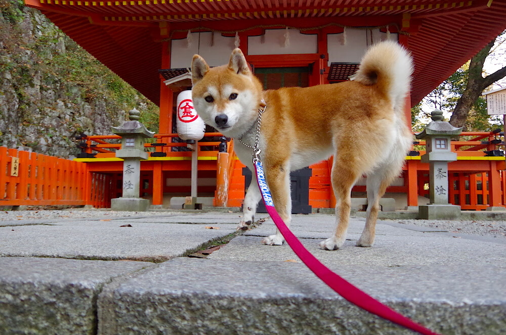kaiyun体育综合-篮球视频教学平台内容持续丰富，篮球教学视频软件下载