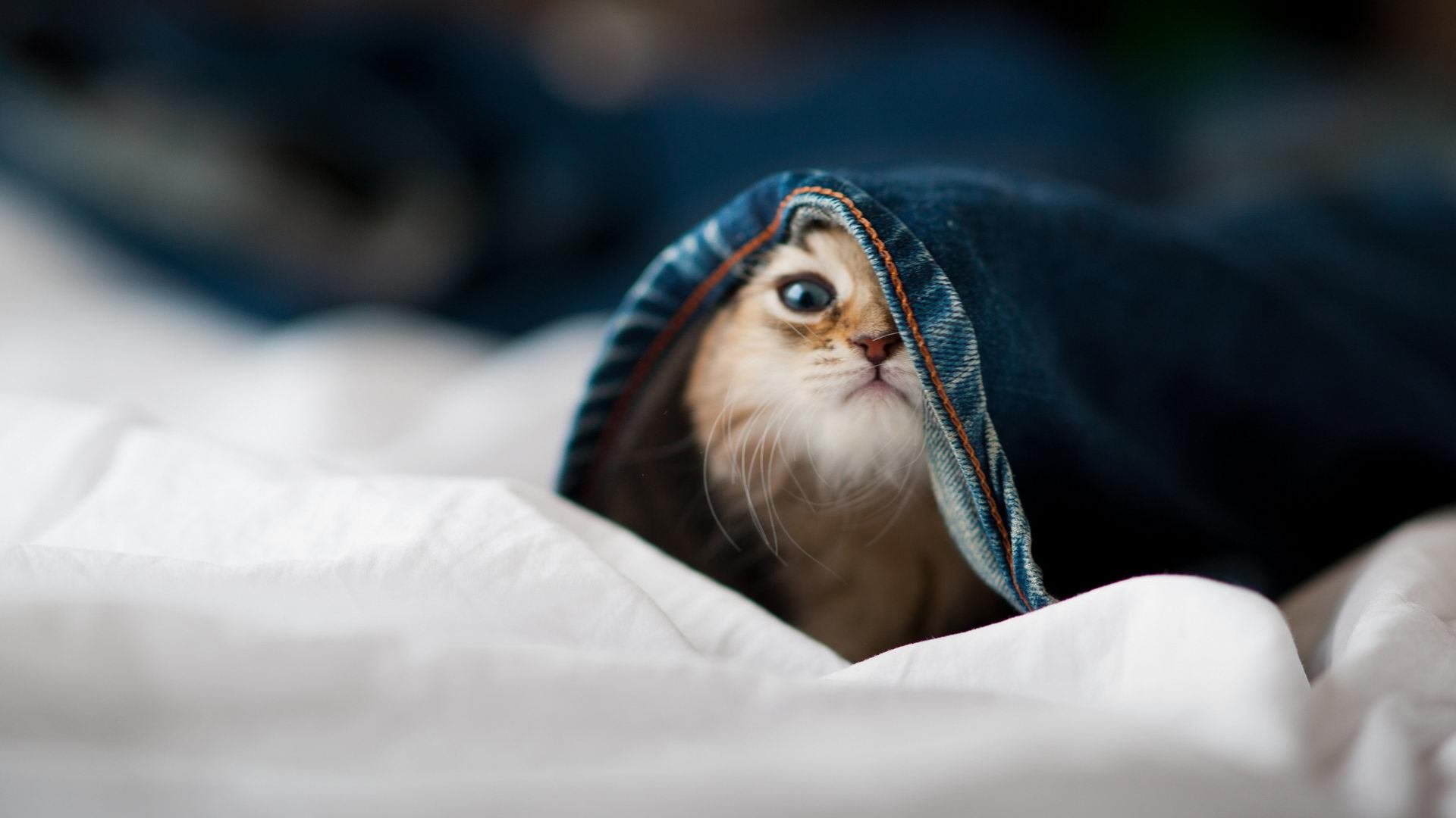 魔术替补阵容贡献二十分以上,魔术师打过替补吗